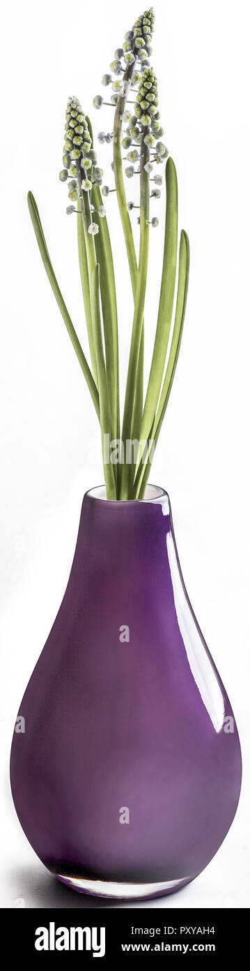 Mini-Hyazinthen in vaso Foto Stock