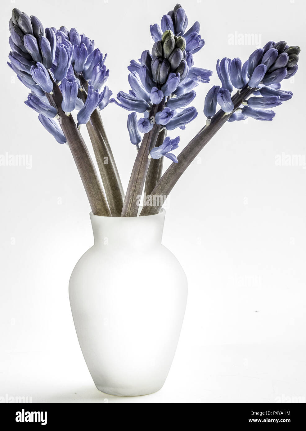 Blaue Hyazinthen in vaso Foto Stock