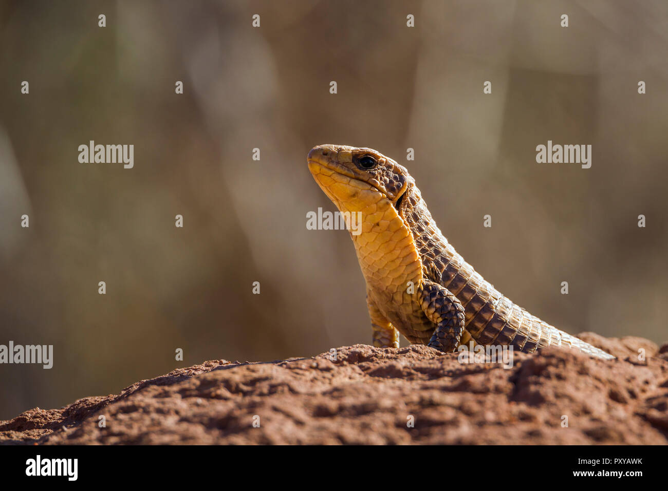 Monitor di roccia nel Parco Nazionale di Kruger, Sud Africa ; Specie Varanus albigularis famiglia di Varanidae Foto Stock