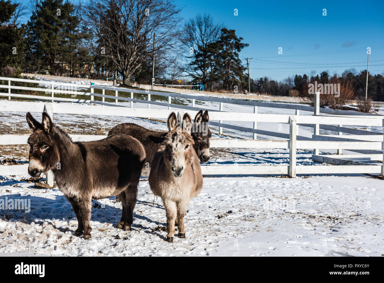 Tre mini asini in lana su un pascolo innevato a Upstate New York. Foto Stock