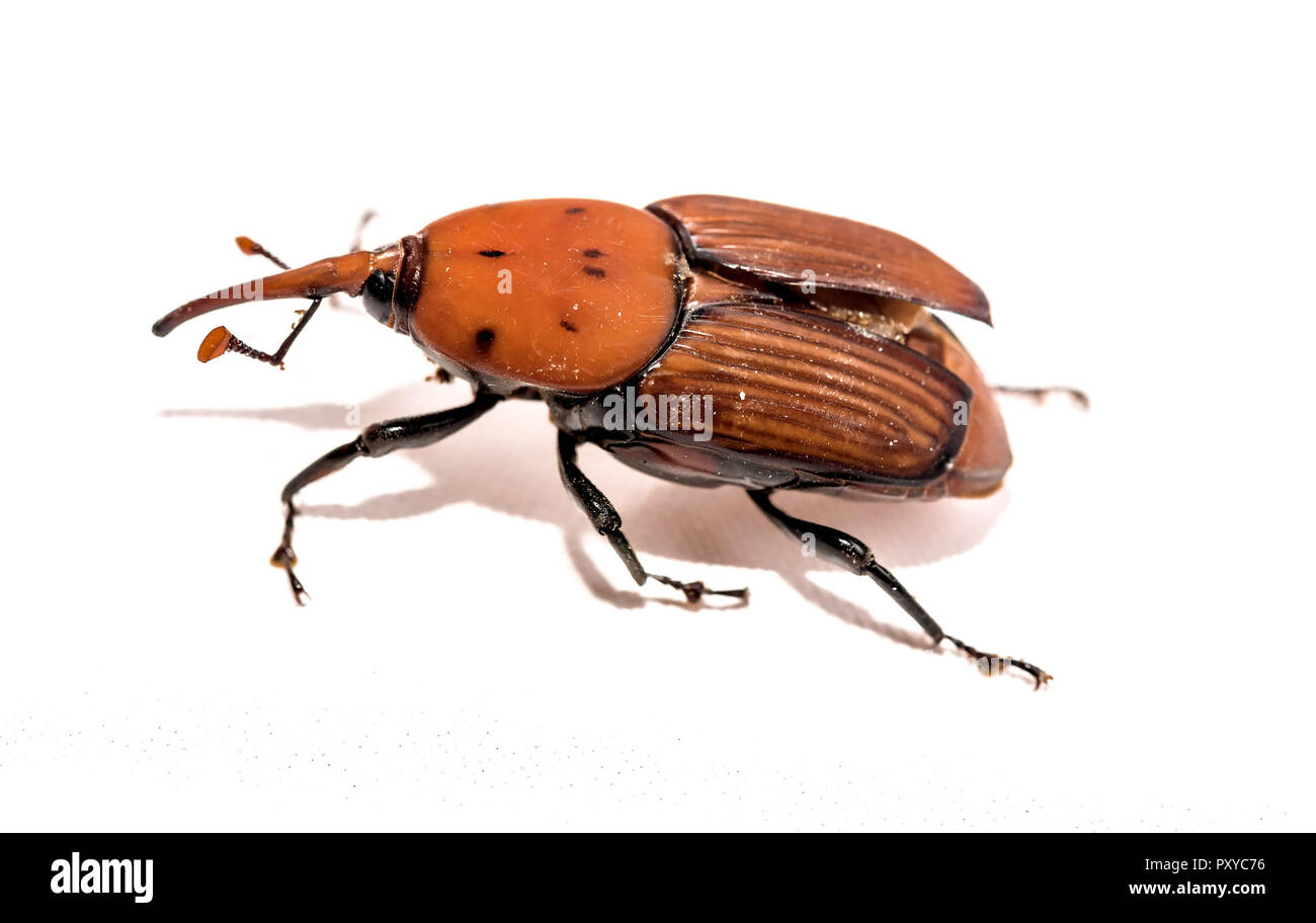 Il rosso curculione palm Rhynchophorus ferrugineus isolati su sfondo bianco Foto Stock