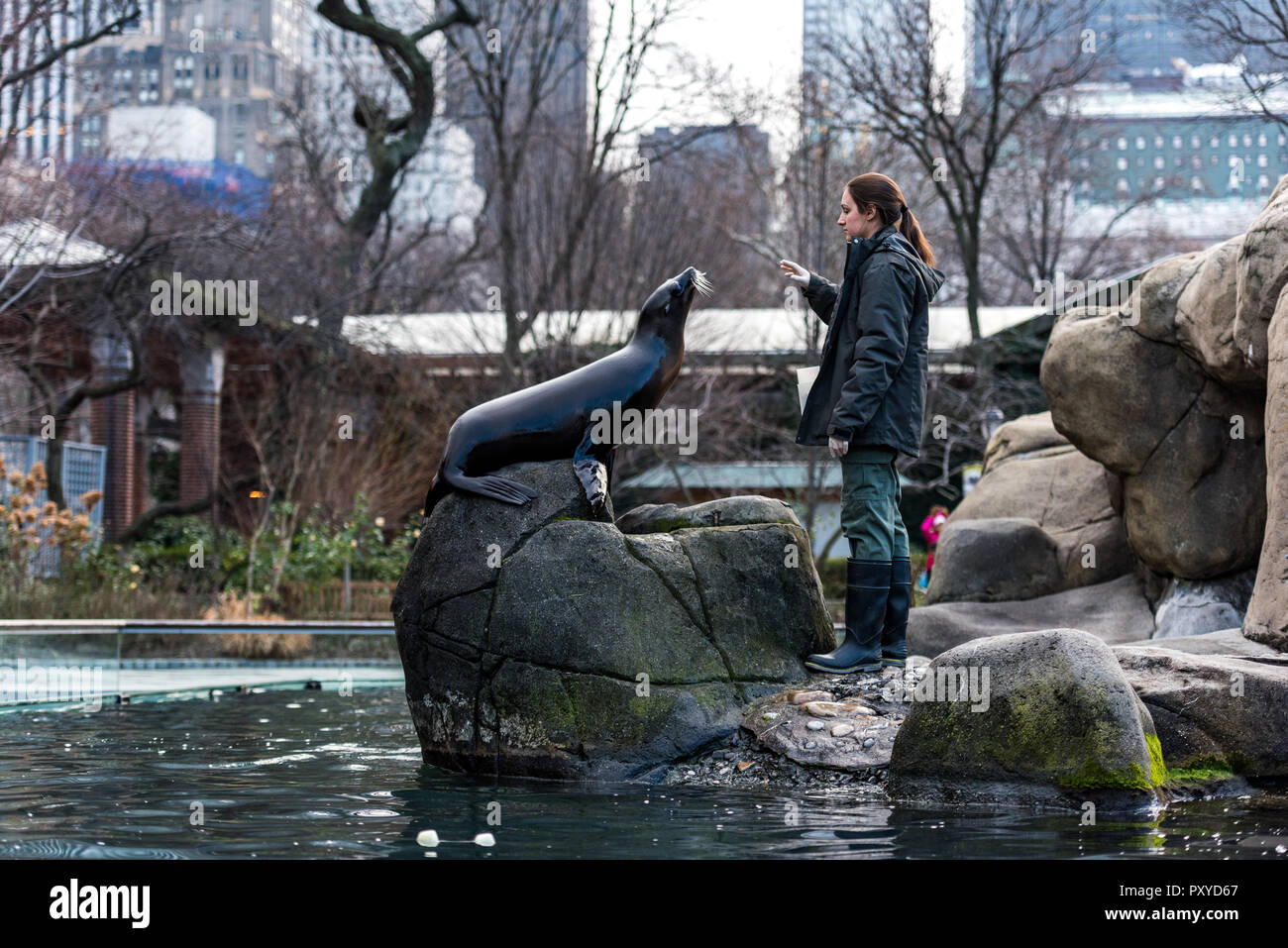 Sea Lion alimentazione e formazione è parte di animale programma di arricchimento a Central Park Zoo di New York City. Foto Stock