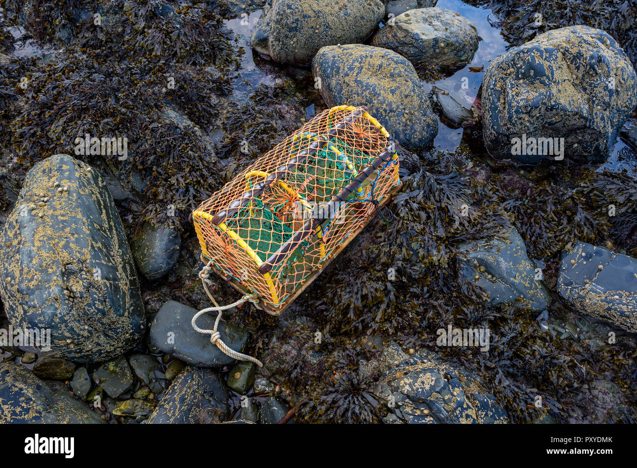 Lobster Pot sulla riva del mare. Foto Stock