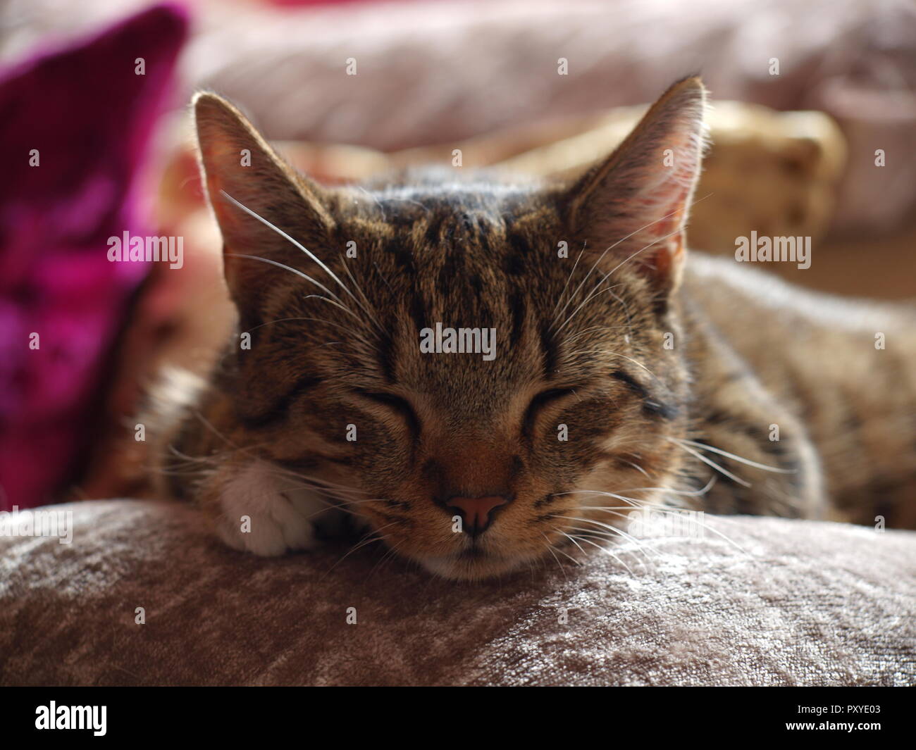 Mau egiziano che dorme Foto Stock