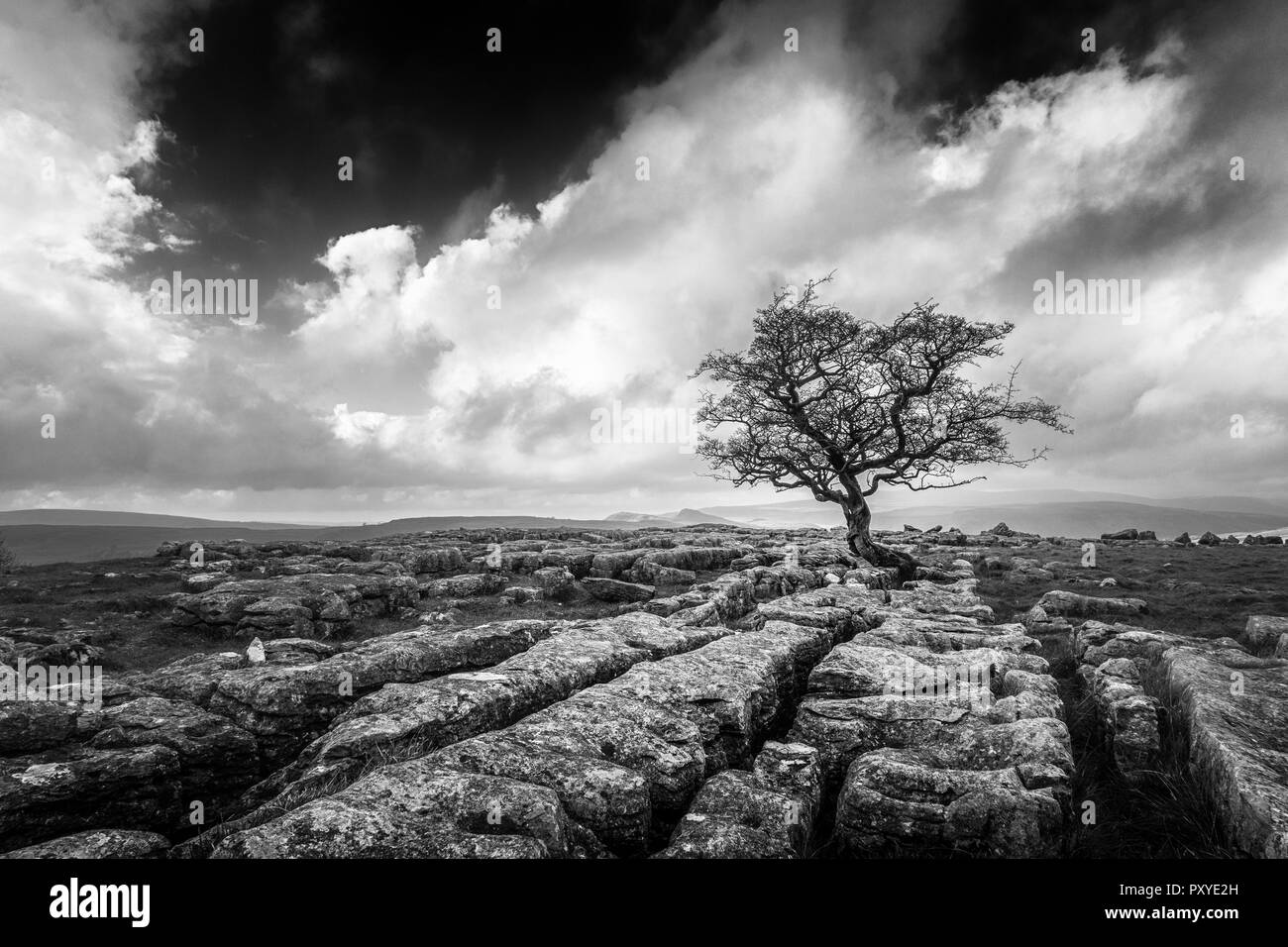Monocromatico di un singolo albero di biancospino crescono fuori della pavimentazione di pietra calcarea a Winskill, Yorkshire Dales, REGNO UNITO Foto Stock