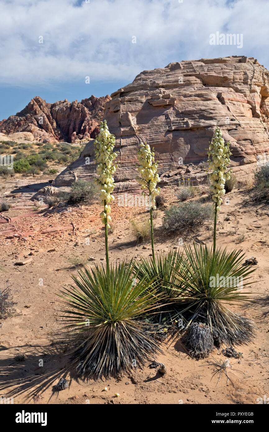 NV00031-00...NEVADA - Vista di un Mojave yucca in fiore nel deserto di Mojave presso il Parcheggio 1 nella Valle del Fuoco parco dello stato. Foto Stock