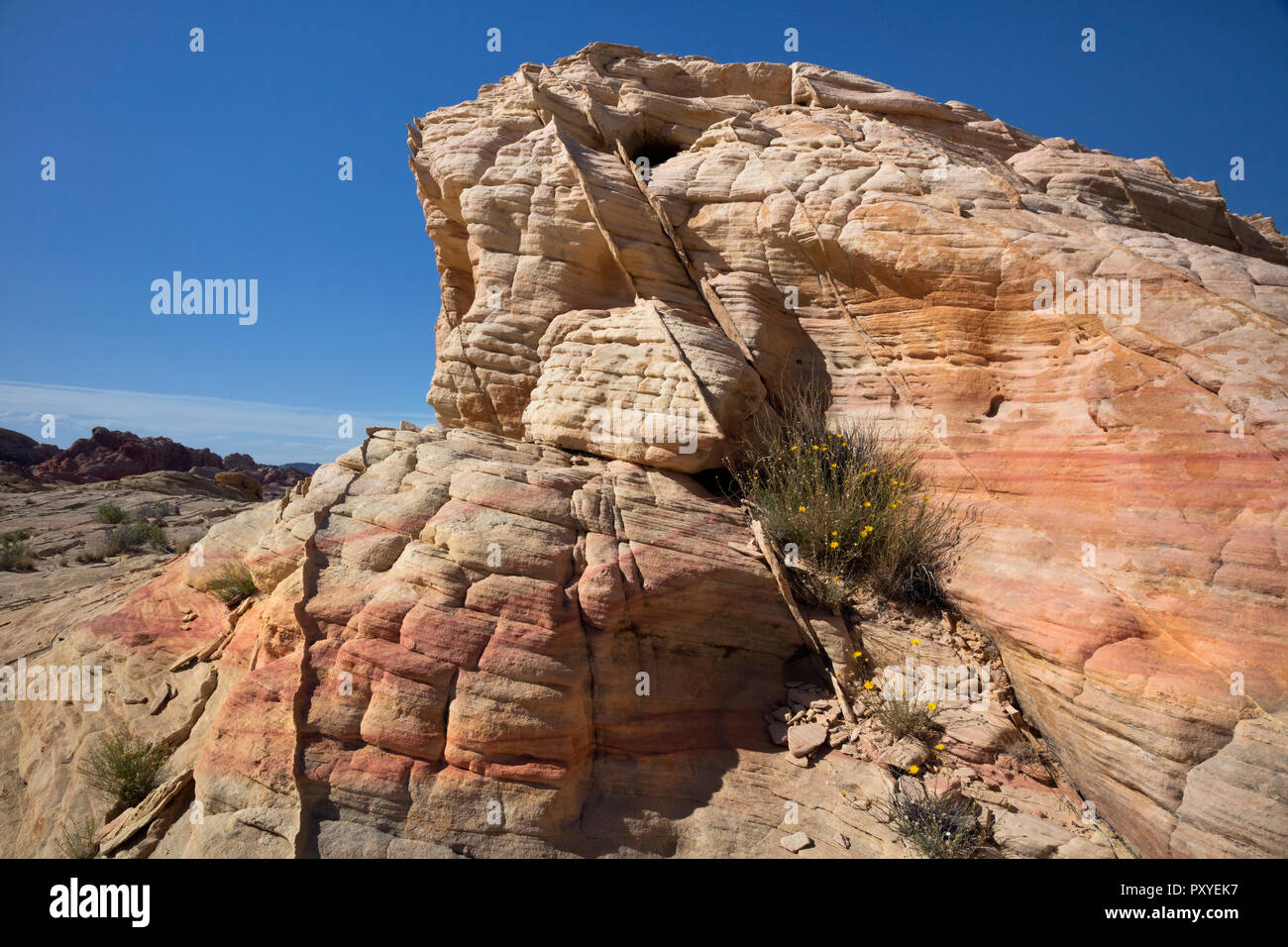 NEVADA - Bande di compattazione in esecuzione attraverso la colorata arenaria stratificata al parcheggio 1 in il Parco della Valle di Fire State nel deserto di Mojave. Foto Stock