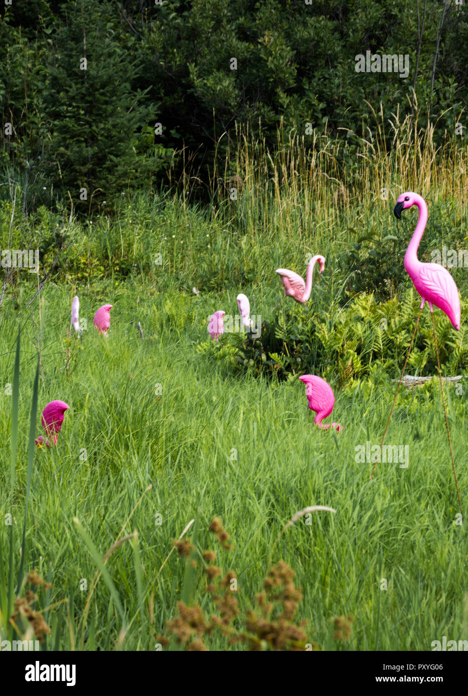 Rosa fenicotteri di plastica in erba selvatica o medow in estate Foto Stock