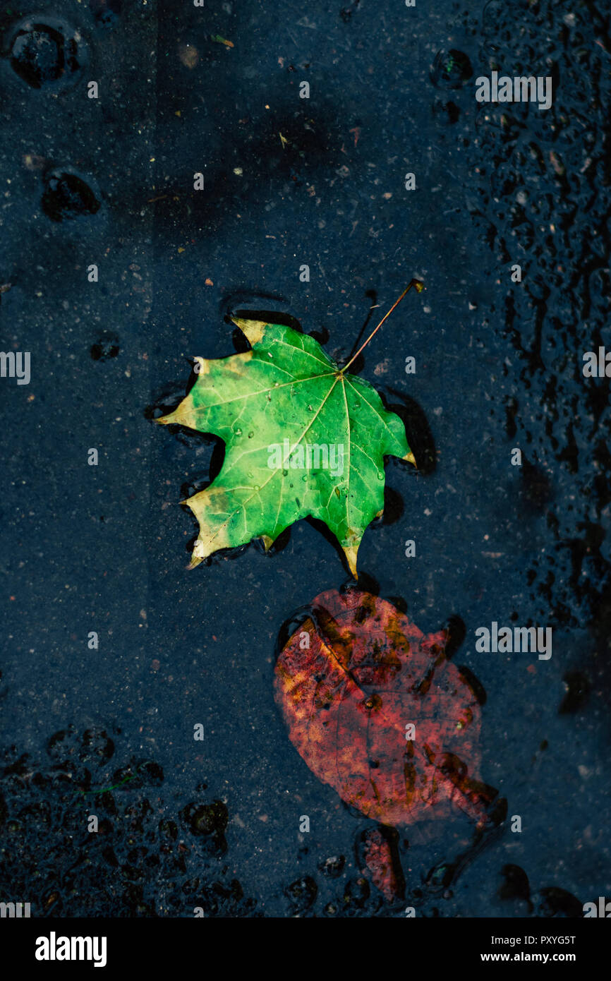 In autunno la pittura, Autunno foglie di acero, diversi colori autunno pittura, Autunno foglie di acero, di colori diversi Foto Stock