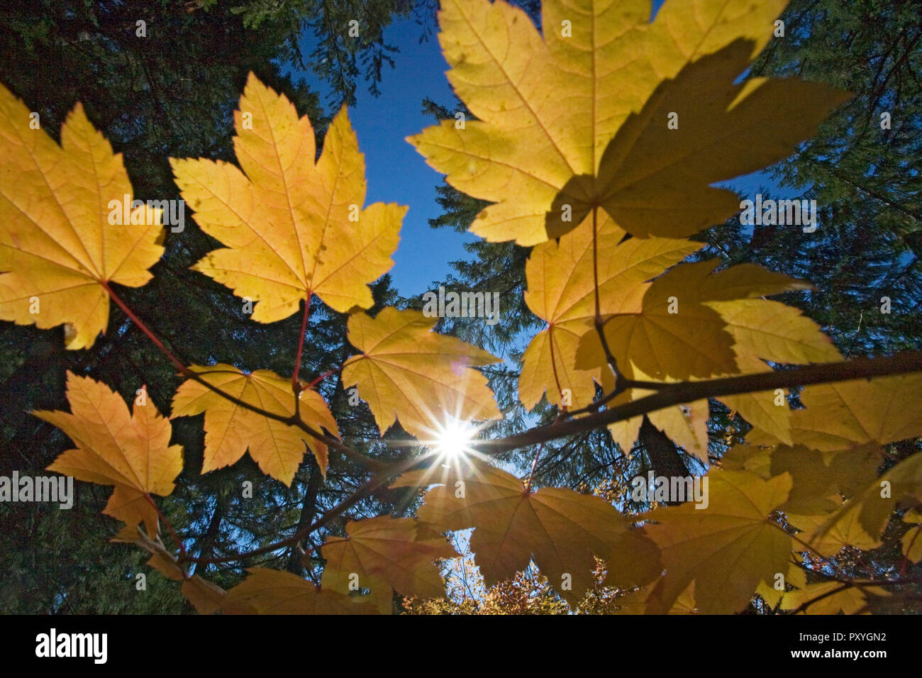 Foglie di acero contro un sempreverde foresta in Oregon Cascade Mountains durante il colore di autunno cambiare a metà ottobre. Foto Stock