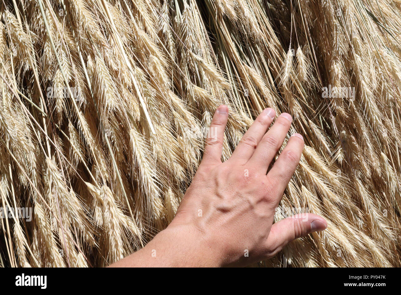 Una vista ravvicinata di un fascio di giallo del grano di picchi e steli essiccamento al sole durante una giornata estiva, a sinistra una mano umana stroking it Foto Stock