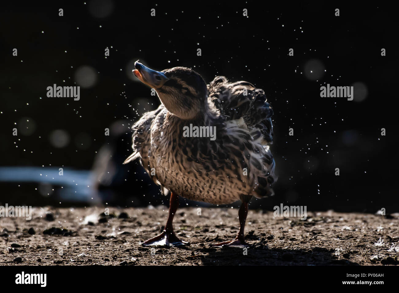 Wildlife photography it.Mallard duck scuotimento femmina-off acqua sulla riva del lago con goccioline di acqua volare in aria.lo sfondo scuro e la retroilluminazione bokeh di fondo. Foto Stock