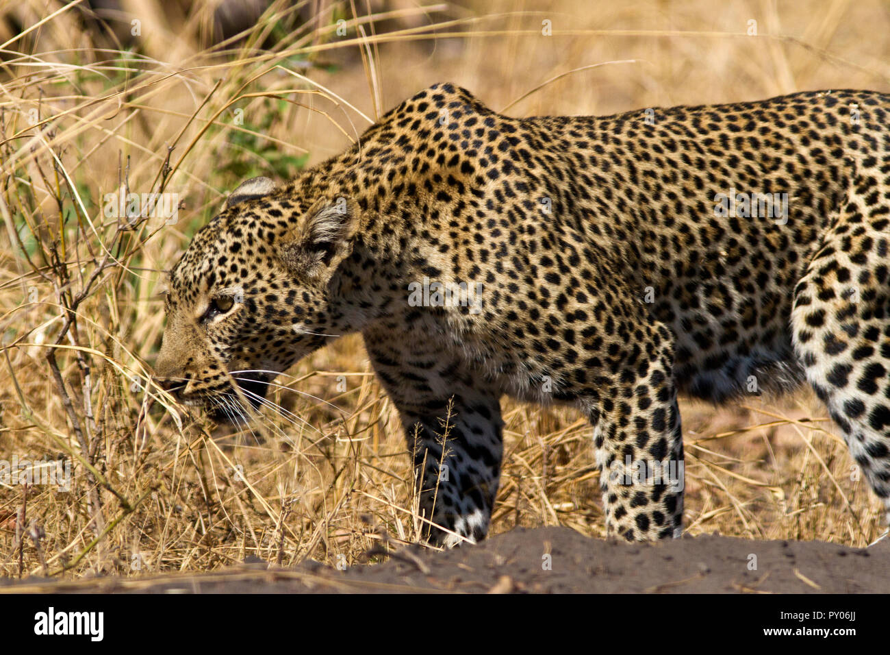 Una femmina di leopard prowls il suo territorio marcatura con il suo profumo probabilmente per pubblicizzare il locale di maschio che lei è venuta in stagione Foto Stock