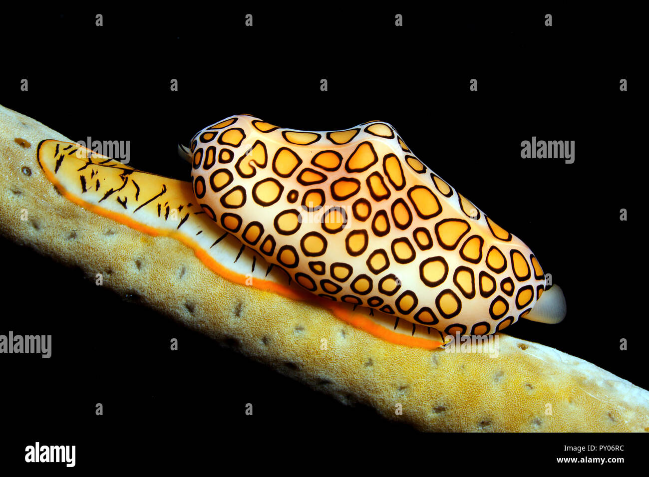 Flamingozunge (Cyphoma gibbosum), Grenada | Flamingo Tongue cowrie (Cyphoma gibbosum), Grenada, Mar dei Caraibi Foto Stock