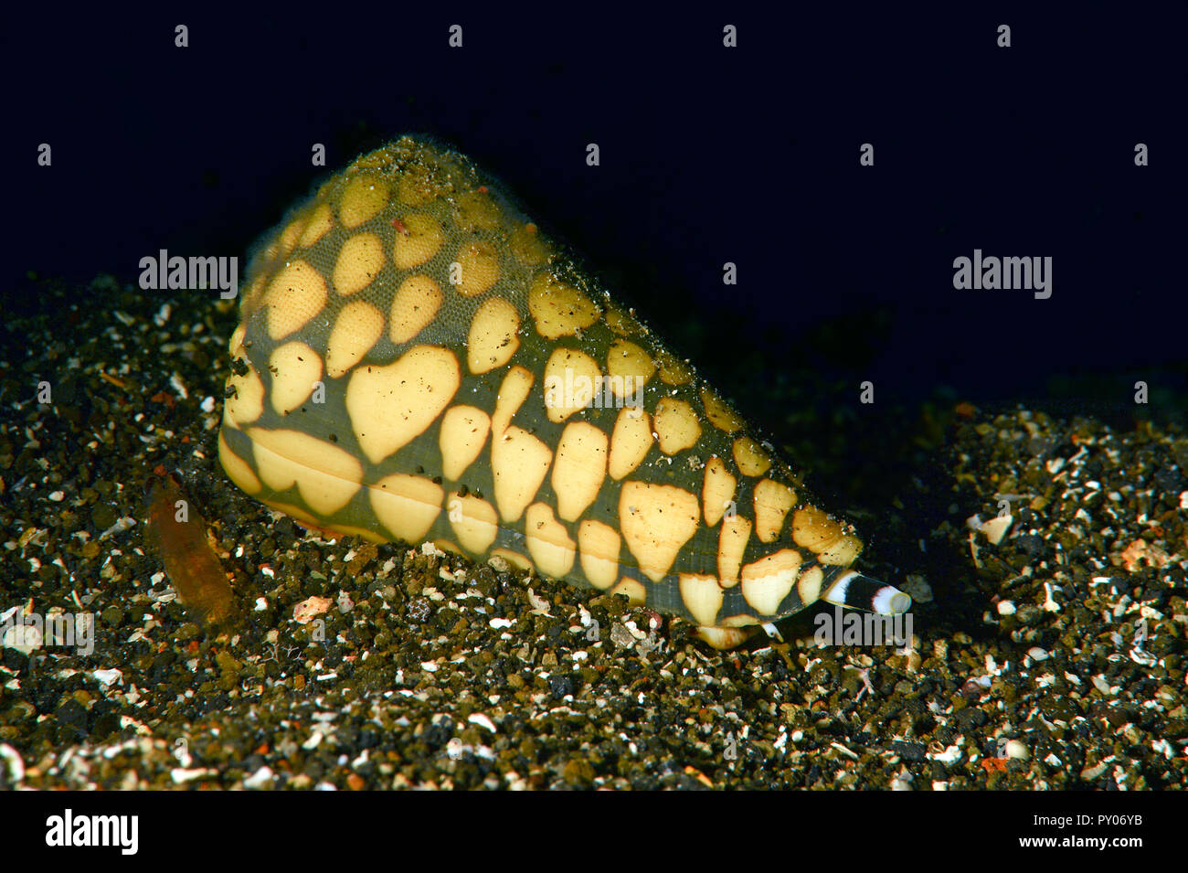 Cono in marmo (Conus marmoreus), estremamente velenose, mortale, della Grande Barriera Corallina, Australia Foto Stock