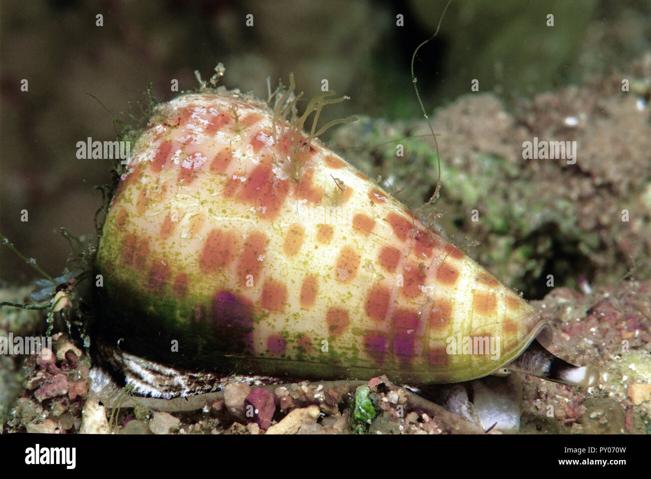 Gestreifte Kegelschnecke (Conus striatus), extrem giftig, Sinai, Ägypten | cono striato (Conus striatus), estremamente velenose, mortale, Sinai, Egitto Foto Stock