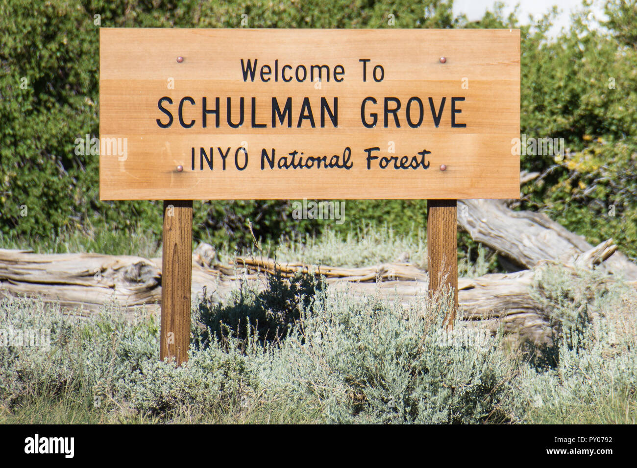 Segno per il Schulman Boschetto Bristlecone antica foresta di pini, situato in California's Inyo National Foresta Foto Stock