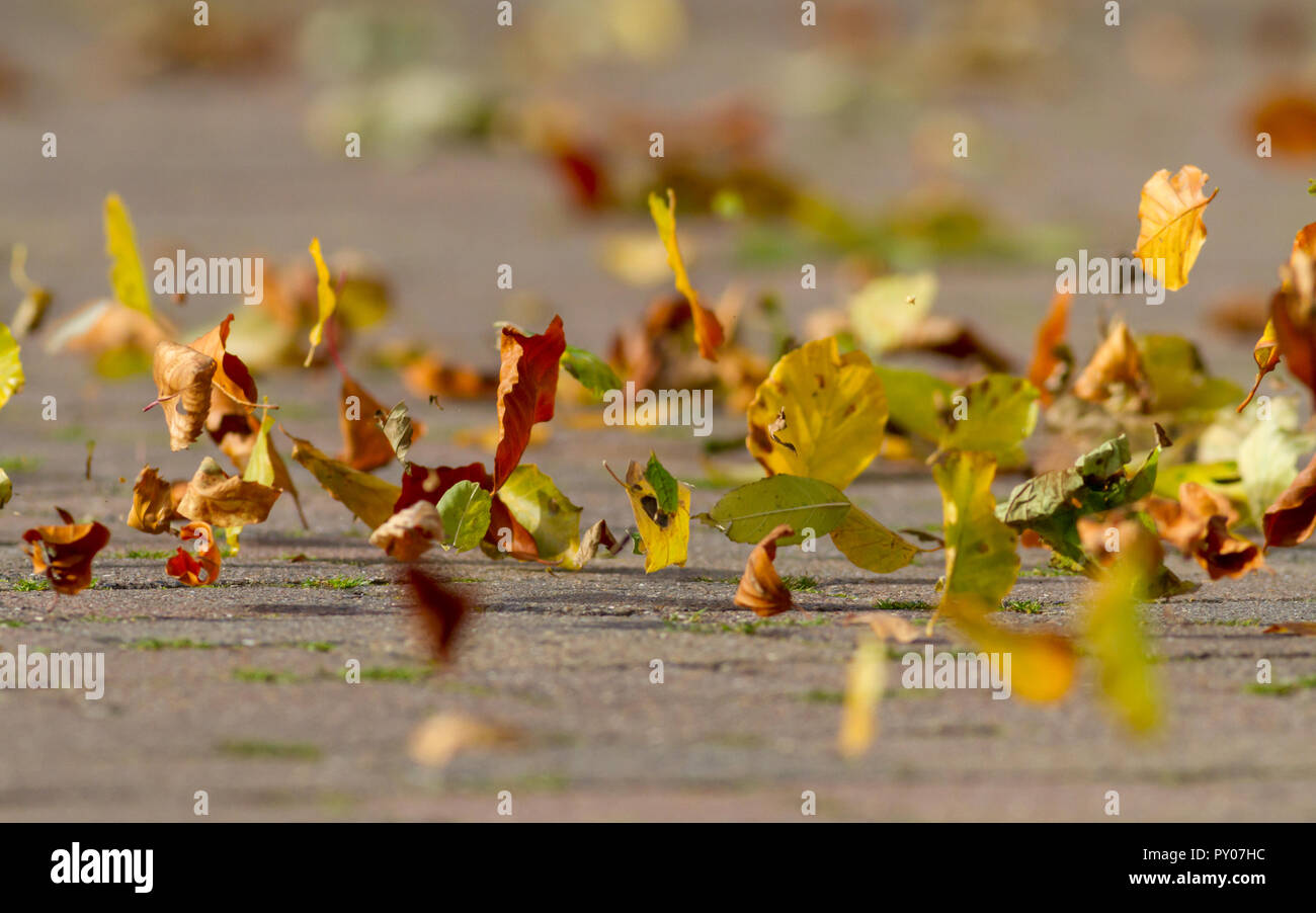 Foglie di autunno al vento, REGNO UNITO Foto Stock