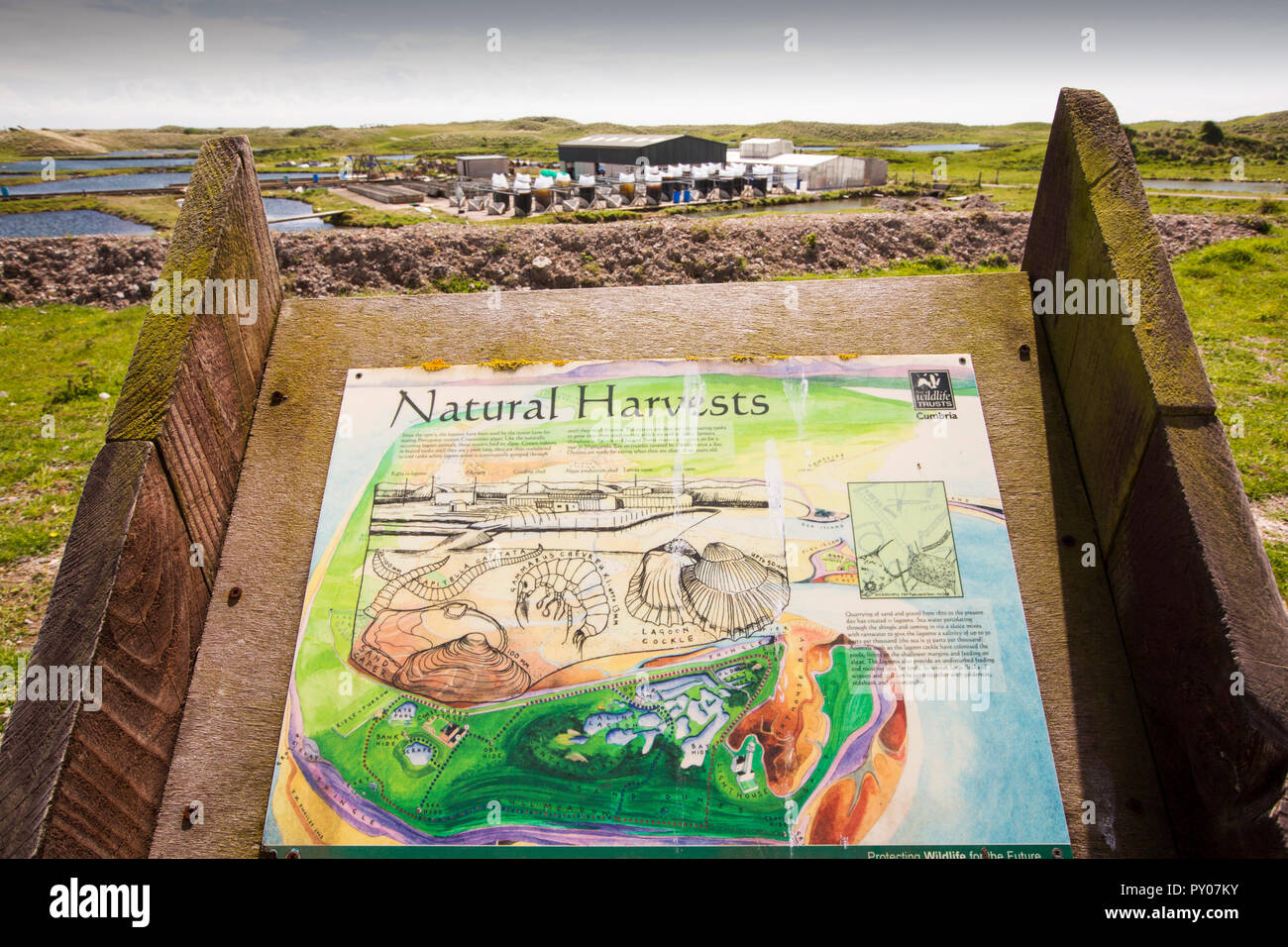 Un Oyster farm su sud Walney Island, Cumbria, Regno Unito. Foto Stock