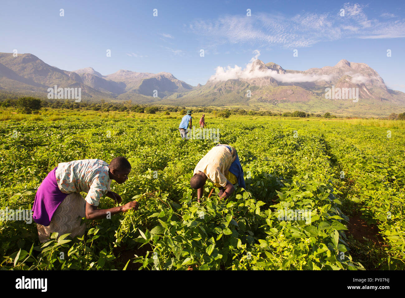 Lavoratori malawiana fatica in un raccolto di soay sotto il monte Mulanje. In questo più poveri dei paesi africani, molti lavoratori agricoli guadagnano meno ÂỲÂẀÂỲÂ£1 al giorno. Foto Stock