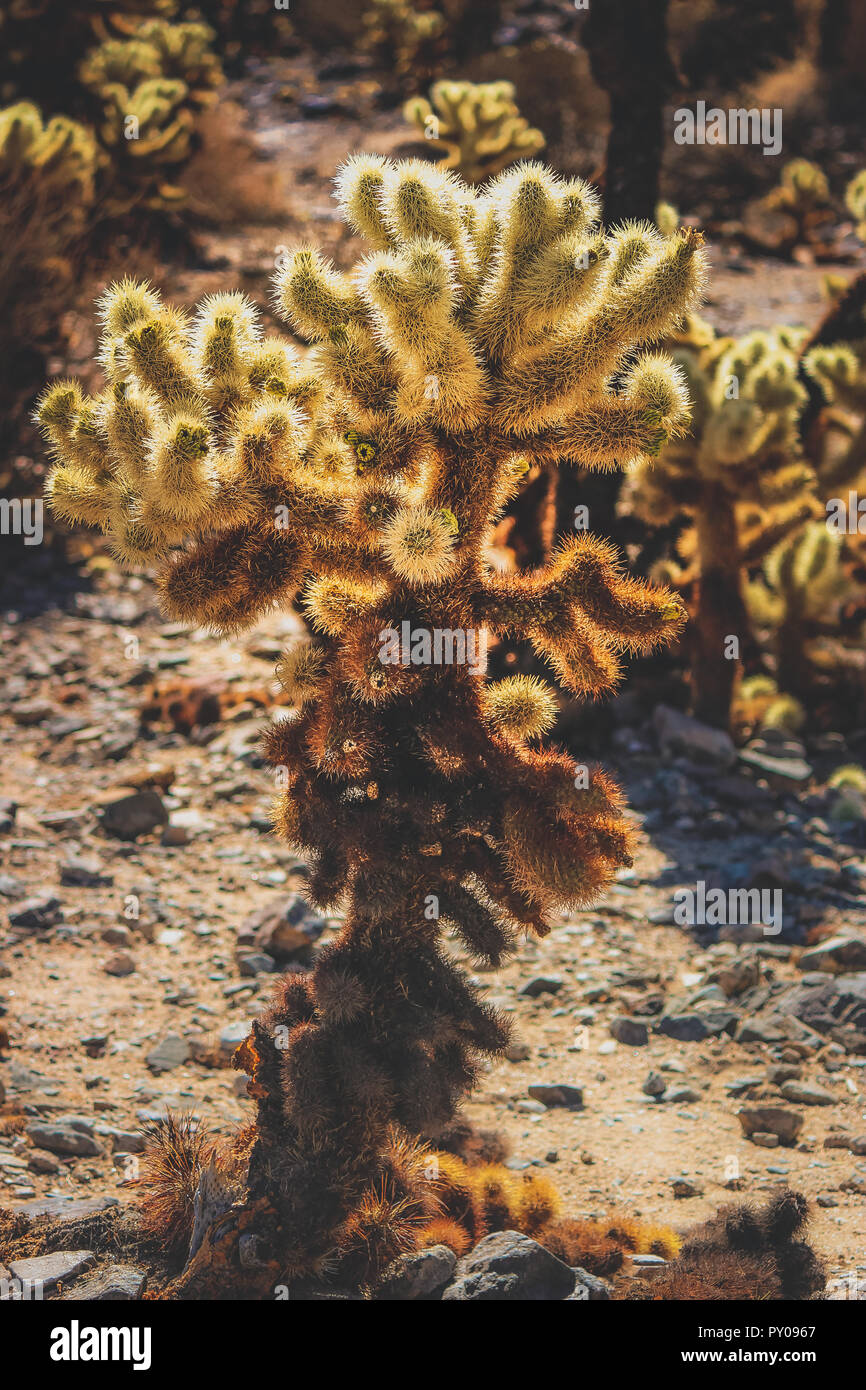 Patch di Teddy Bear Cholla cactus in un paesaggio deserto secco su una calda giornata di sole, Joshua Tree National Park, Riverside County, California Foto Stock