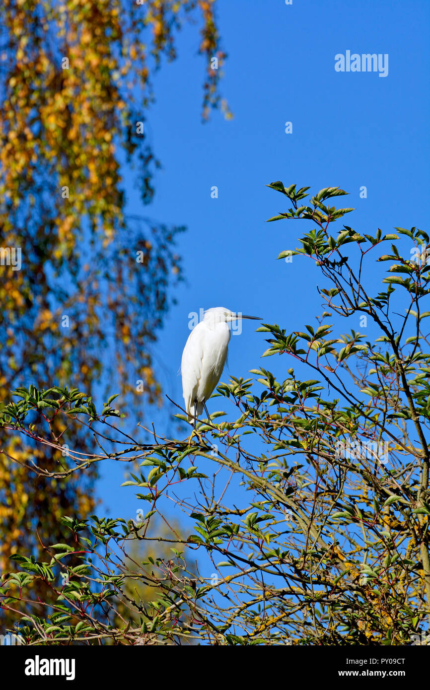 Garzetta (Egretta garzetta) arroccata su un albero in autunno, allentati Village, Kent, Inghilterra. Foto Stock