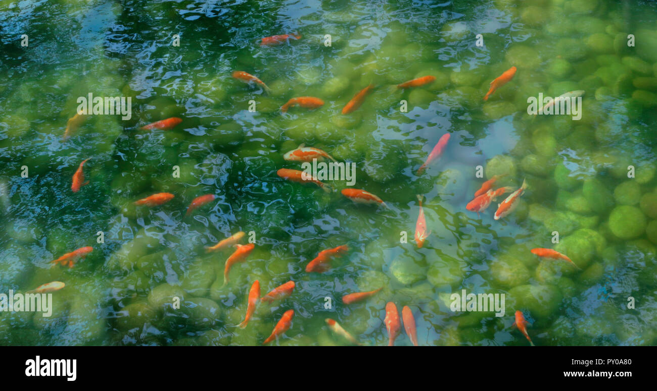 Uno spettacolare pesce Koi in stagno con acqua limpida e pietre in fondo, Tokyo, Giappone Foto Stock