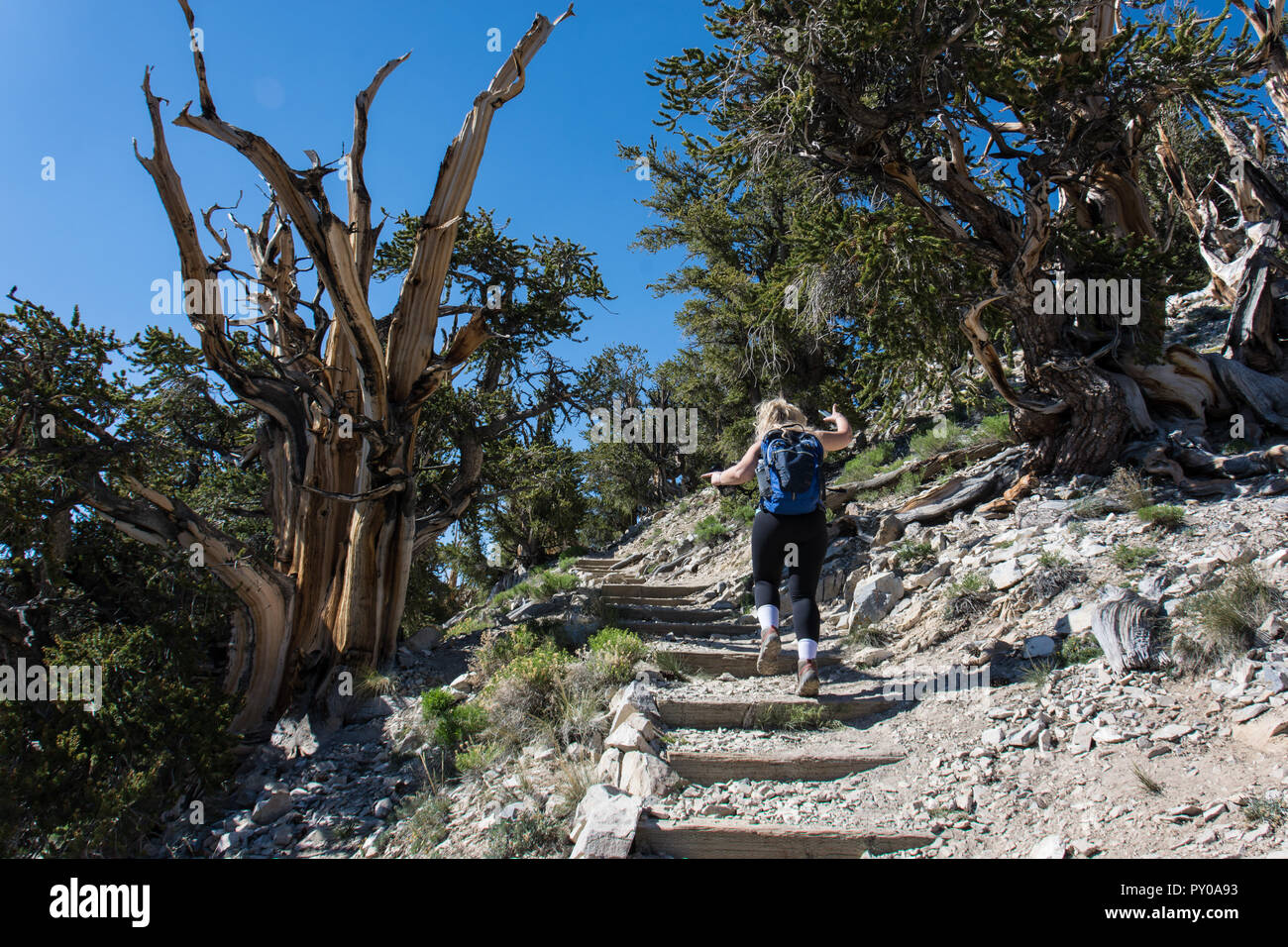 Escursionista femmina si arrampica passi nella antica Bristlecone Pine Forest, esplorando i vecchi alberi Foto Stock