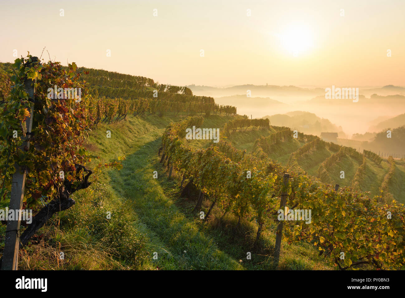 Zavrc: vigneto, zona viticola, colline, agriturismi in delle Haloze, Stajerska (Stiria), Slovenia Foto Stock