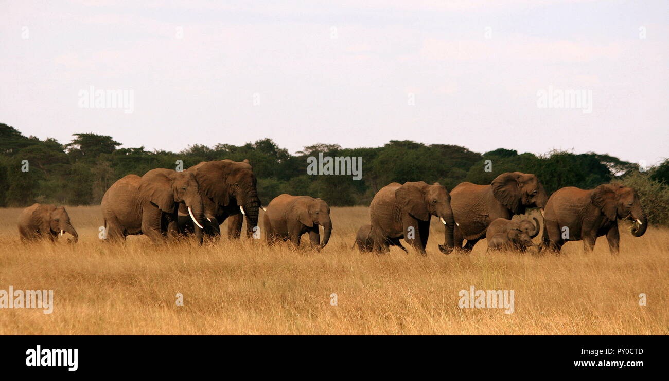 Branco di elefanti africani in movimento - Serengeti Tanzania Foto Stock