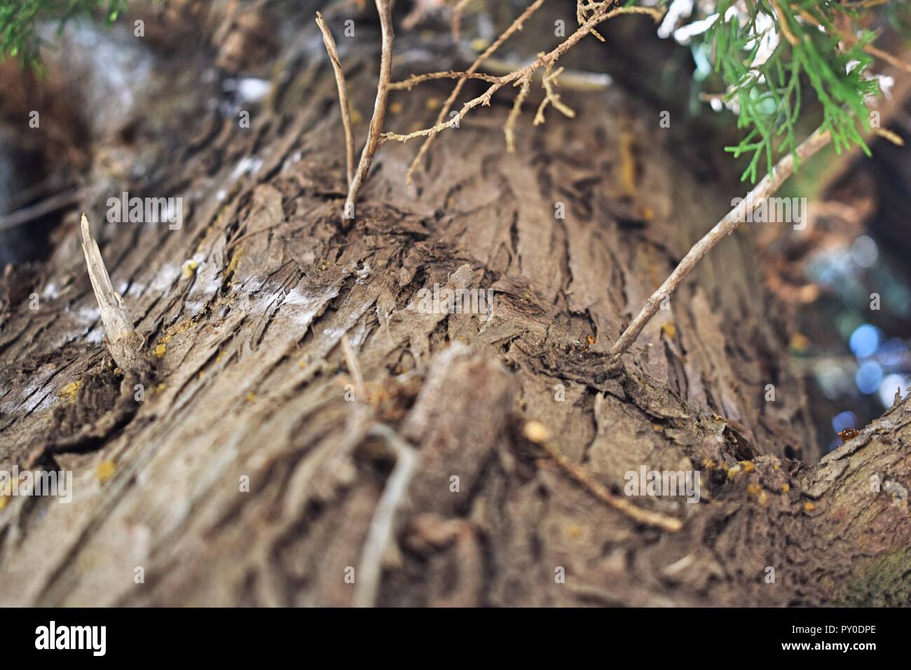 Dettaglio Struttura, natura, foresta, luogo solitario, albero pelle, vecchio, Foto Stock