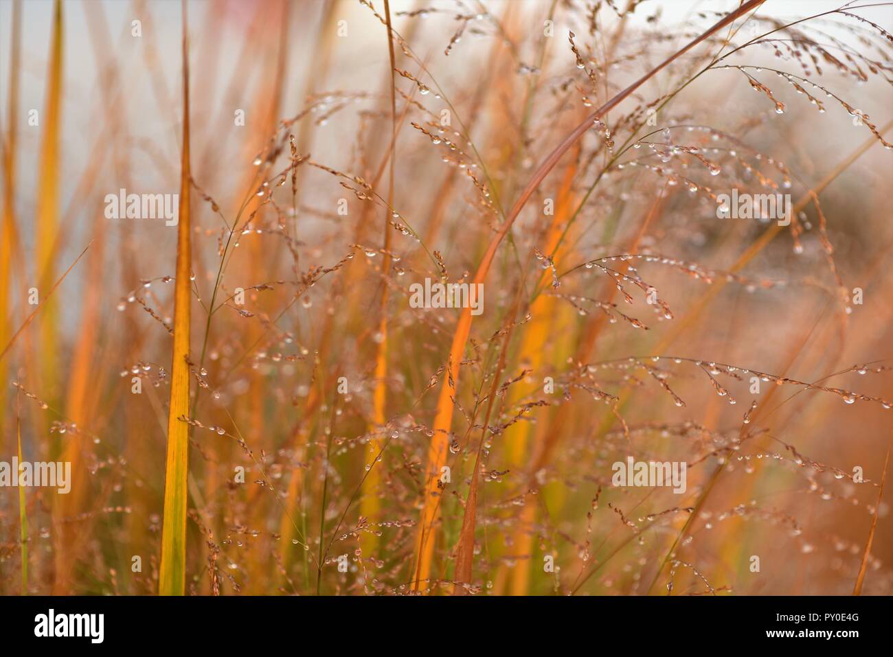 Gocce di rugiada su erba selvatica su un inizio di mattina autunnale Foto Stock