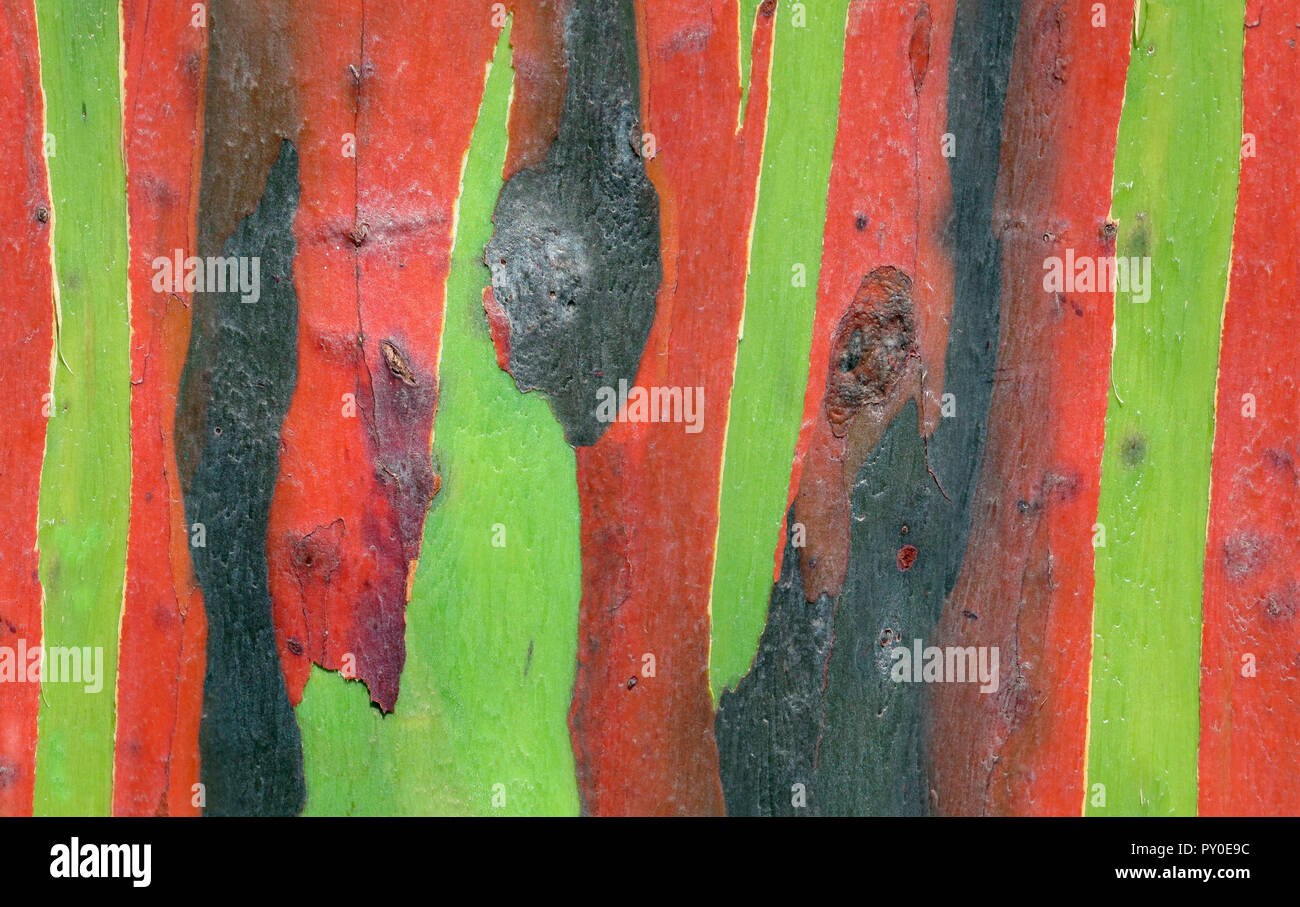 Close-up shot colorata di corteccia di albero di eucalipto, Manila, Filippine Foto Stock