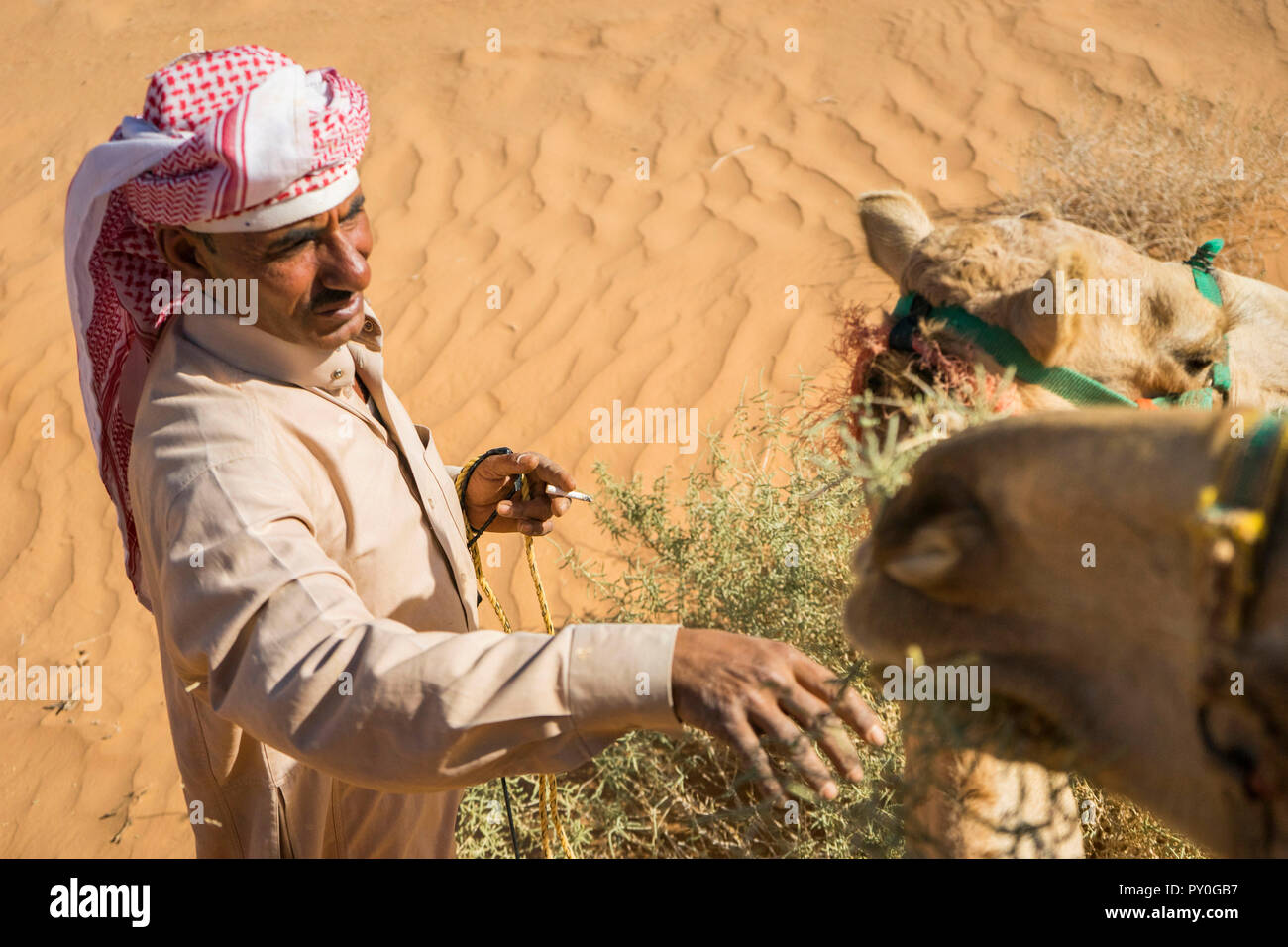 Elevato angolo di visione dell uomo in arabo alimentazione abbigliamento cammello nel deserto di Wadi Rum, Wadi Rum Village, Governatorato di Aqaba, Giordania Foto Stock