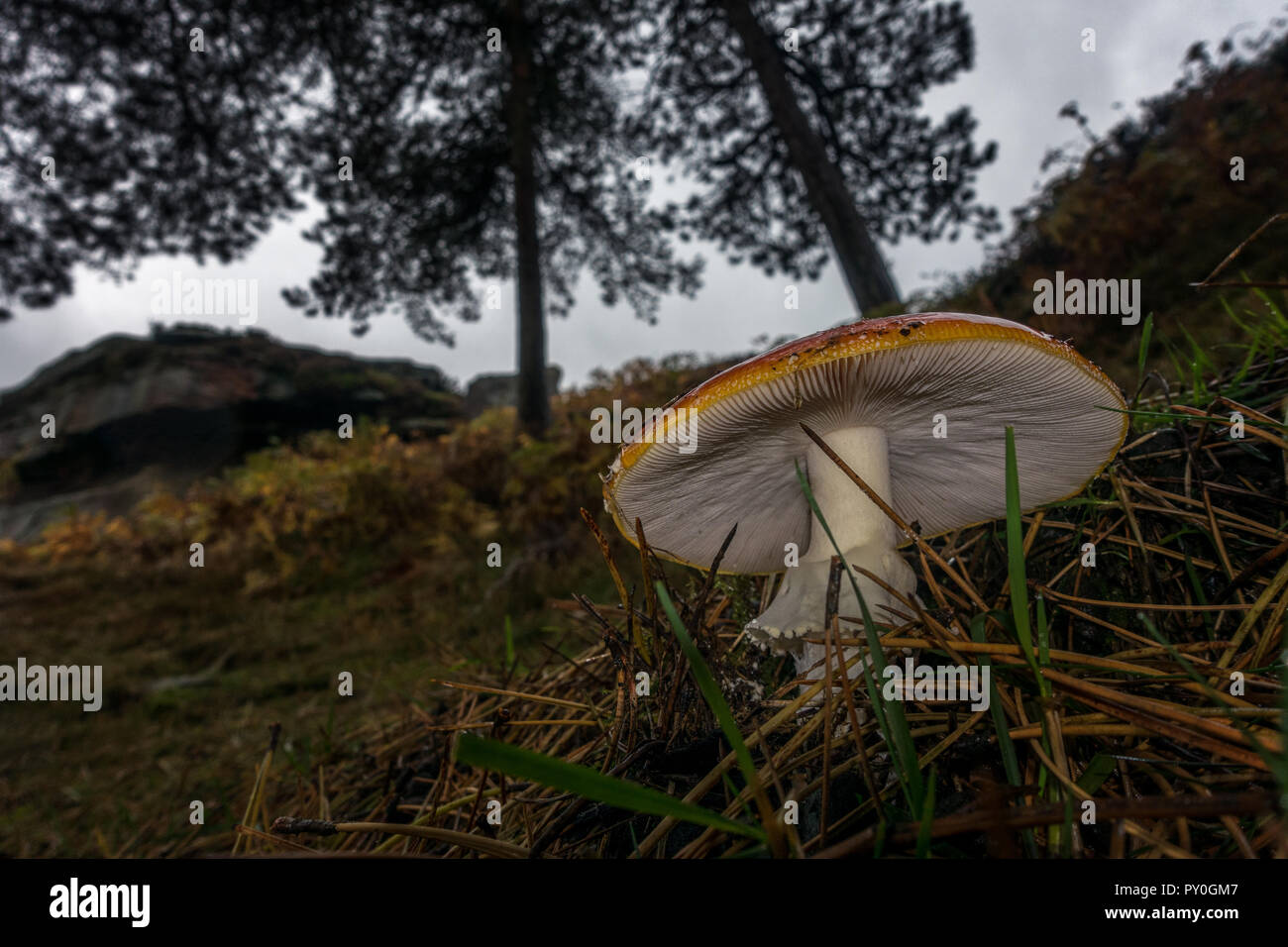 Guardando al di sotto di un fly agaric toadstool in un bosco di pini, Ilkley Moor, Regno Unito Foto Stock