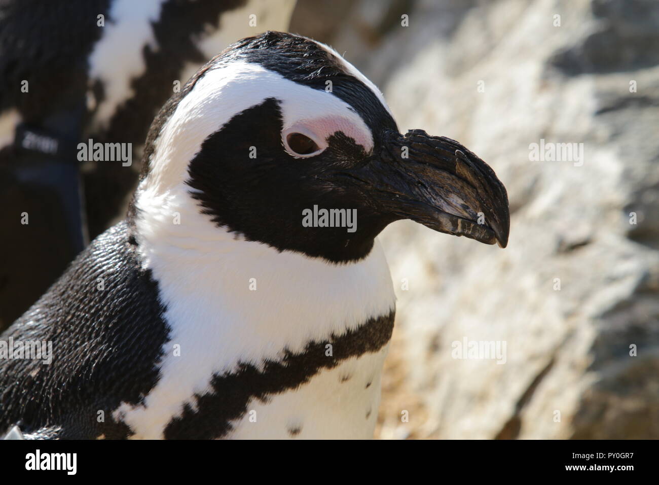 Nero-footed penguin Spheniscus demersus Foto Stock