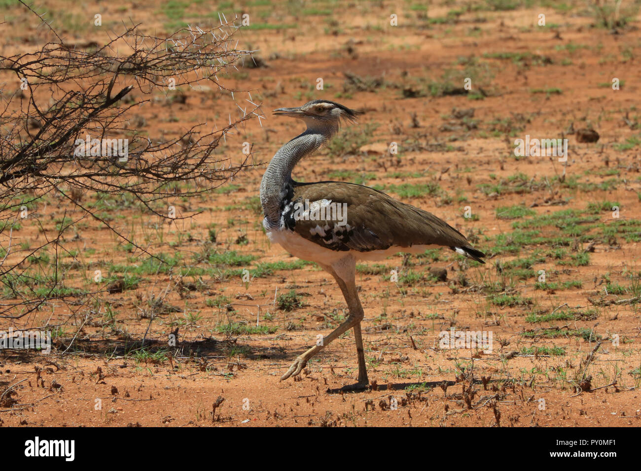 Un Kori Bustard, il più pesante di volo di uccelli, camminare al fianco di un albero di acacia nel Samburu Game Reserve in Kenya. Foto Stock