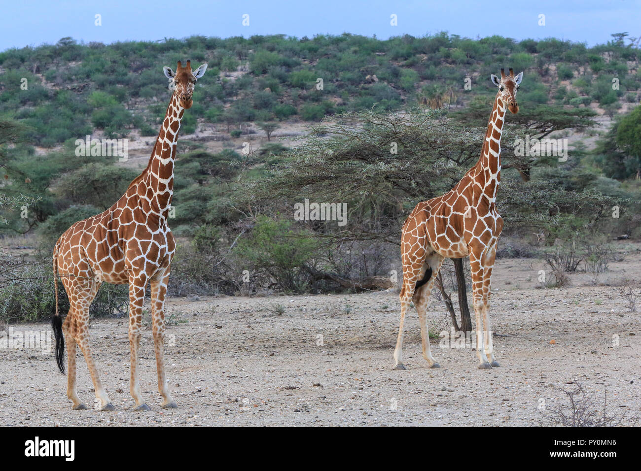 Due giraffe reticolate in piedi la aperta a Shaba riserva nazionale in Kenya. Foto Stock