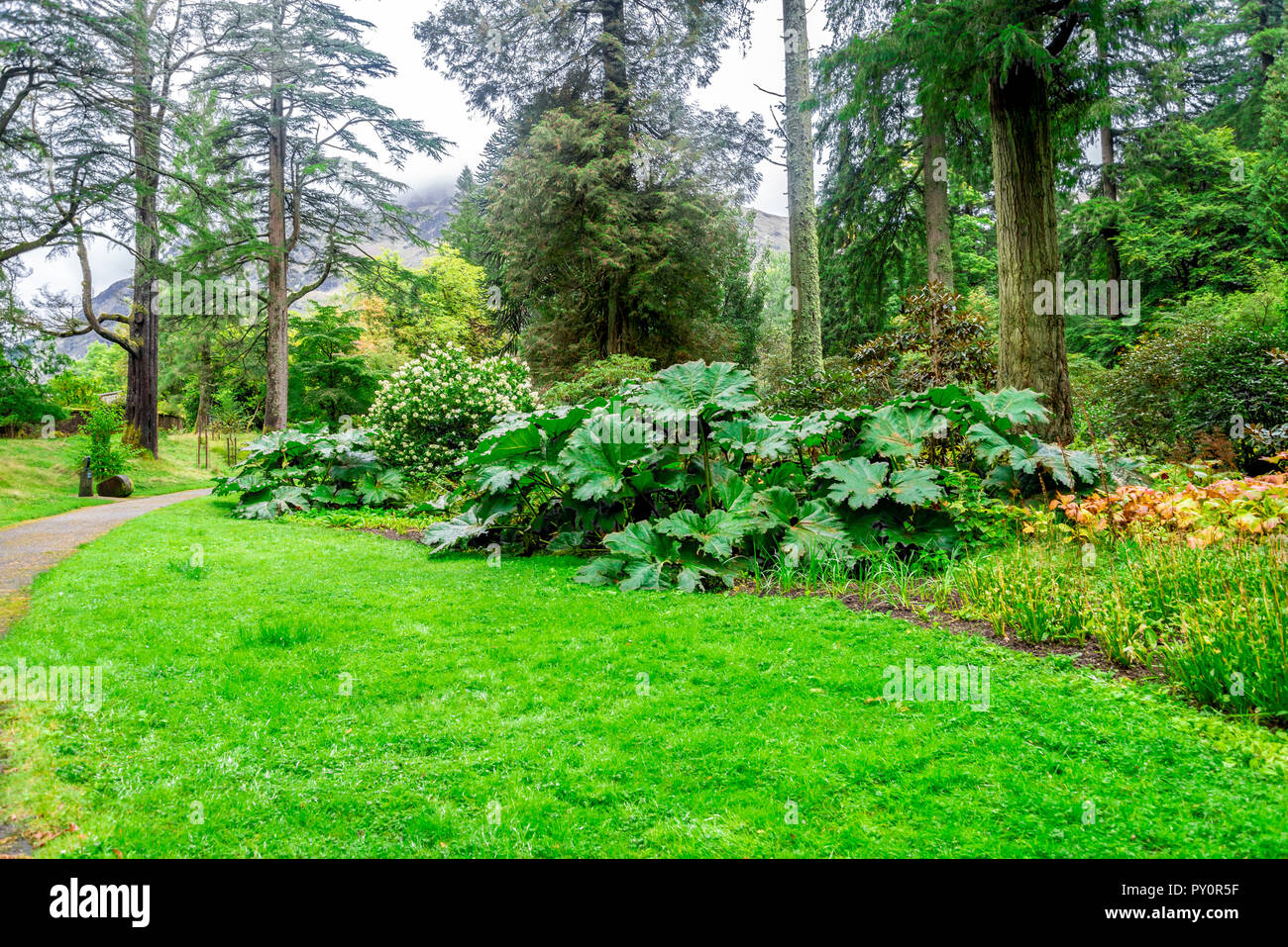 Gunnera Manicata foglie a uno dei percorsi a piedi in Benmore Botanic Garden, Scozia Foto Stock