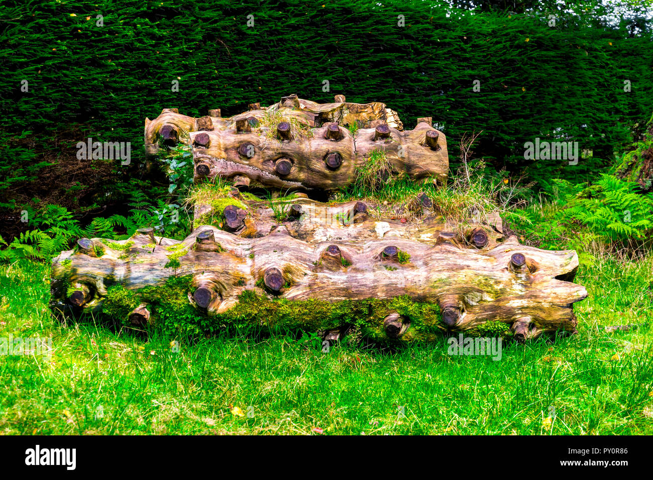 New Scenic 5 posti tronchi con piatti multipli sawed via i rami che stabilisce su erba verde in Benmore Botanic Garden, Loch Lomond e il Trossachs National Park, S Foto Stock