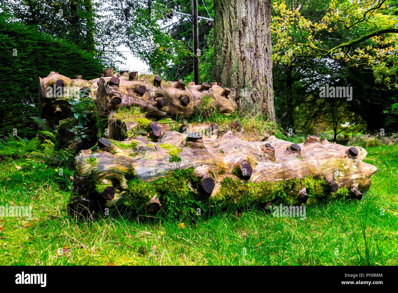 Panoramica pezzi di legno con sawed via filiali in Benmore Botanic Garden, Loch Lomond e il Trossachs National Park, Scozia Foto Stock