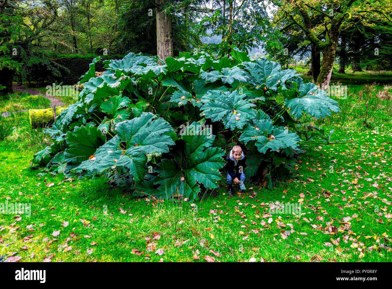Un ragazzo che si nasconde sotto le grandi foglie di Gunnera Manicata in Benmore Botanic Garden, Loch Lomond e il Trossachs National Park, Scozia Foto Stock