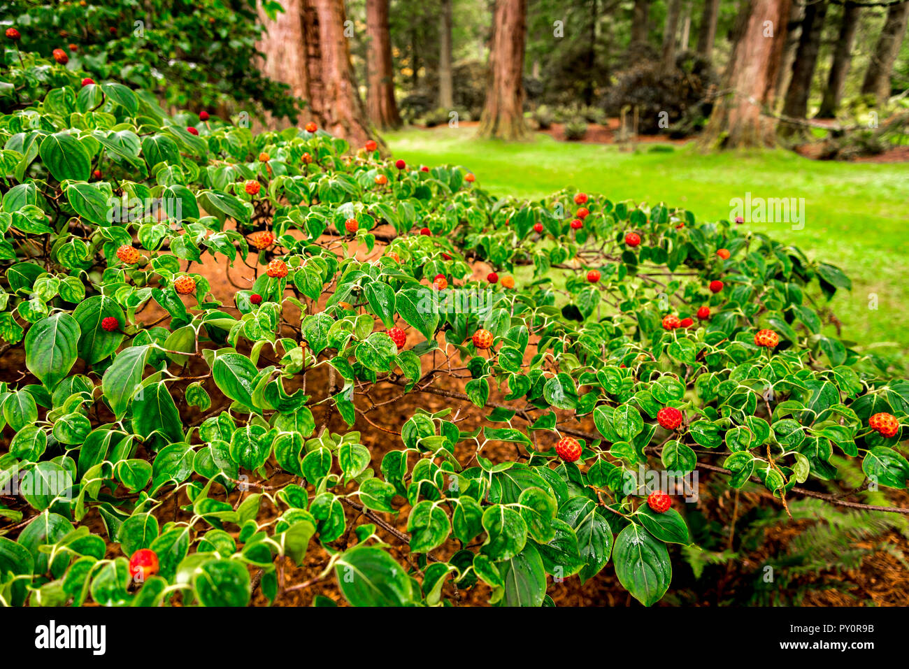 Bella minuscoli fiori rossi di Cornus kousa chinensis su Redwood Avenue vicolo in Benmore Botanic Garden, Loch Lomond e il Trossachs National Park, S Foto Stock