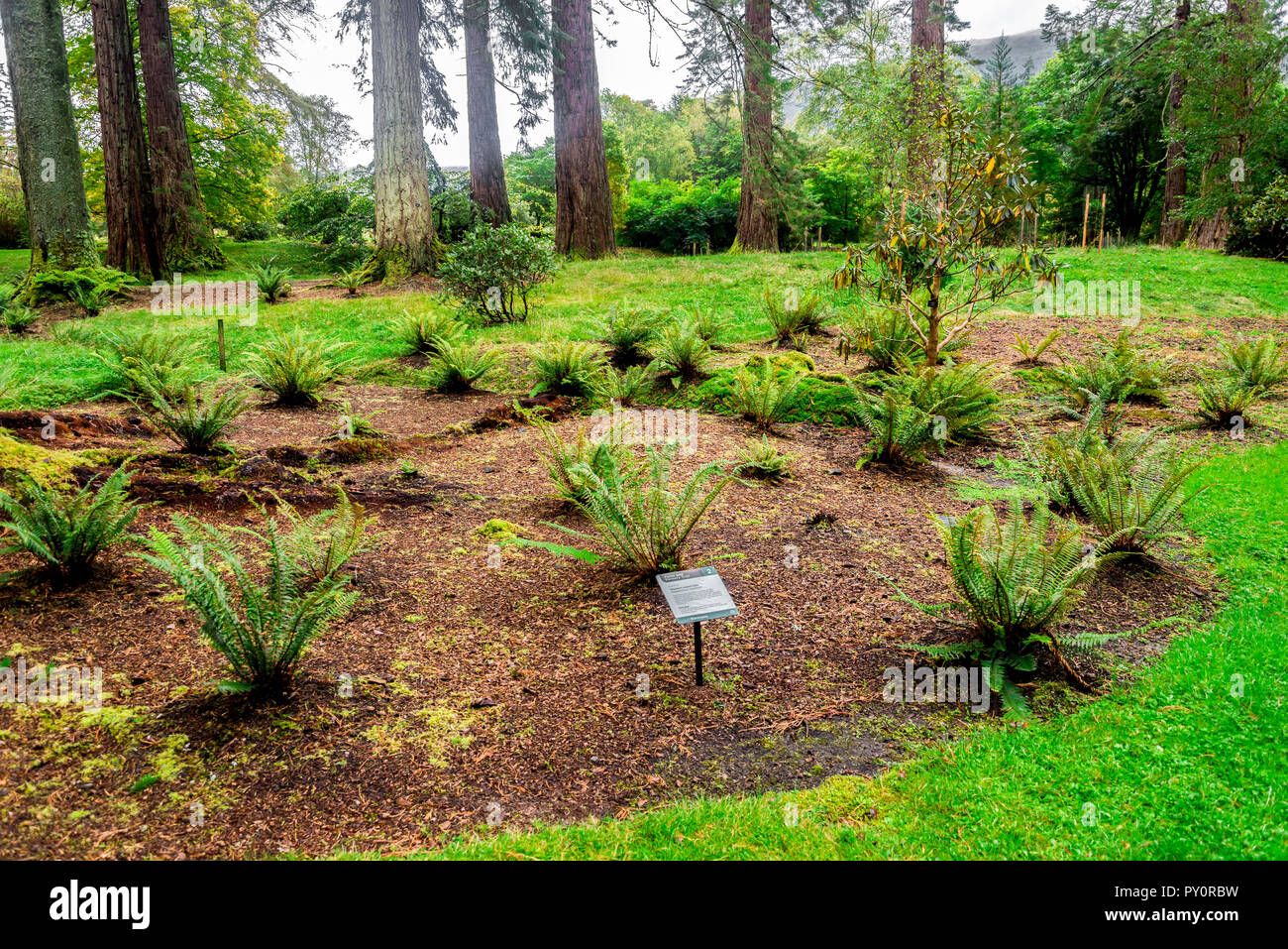 Felci e Fernery trail a Benmore Botanic Garden, Loch Lomond e il Trossachs National Park, Scozia Foto Stock