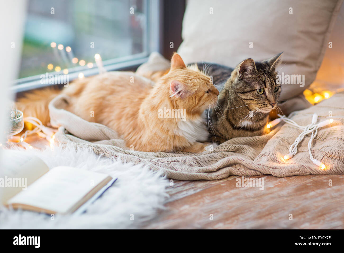 Due gatti giacente sul davanzale con coperta a casa Foto Stock