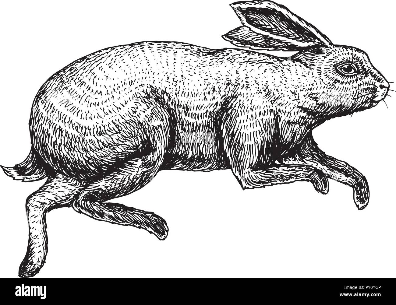 Il vertiginoso aumento di coniglio o di bunny. Selvatica Animali della foresta il salto. Grigio lepre. In stile vintage. Mano inciso bozzetto per emblema o etichetta. illustrazione vettoriale. Illustrazione Vettoriale