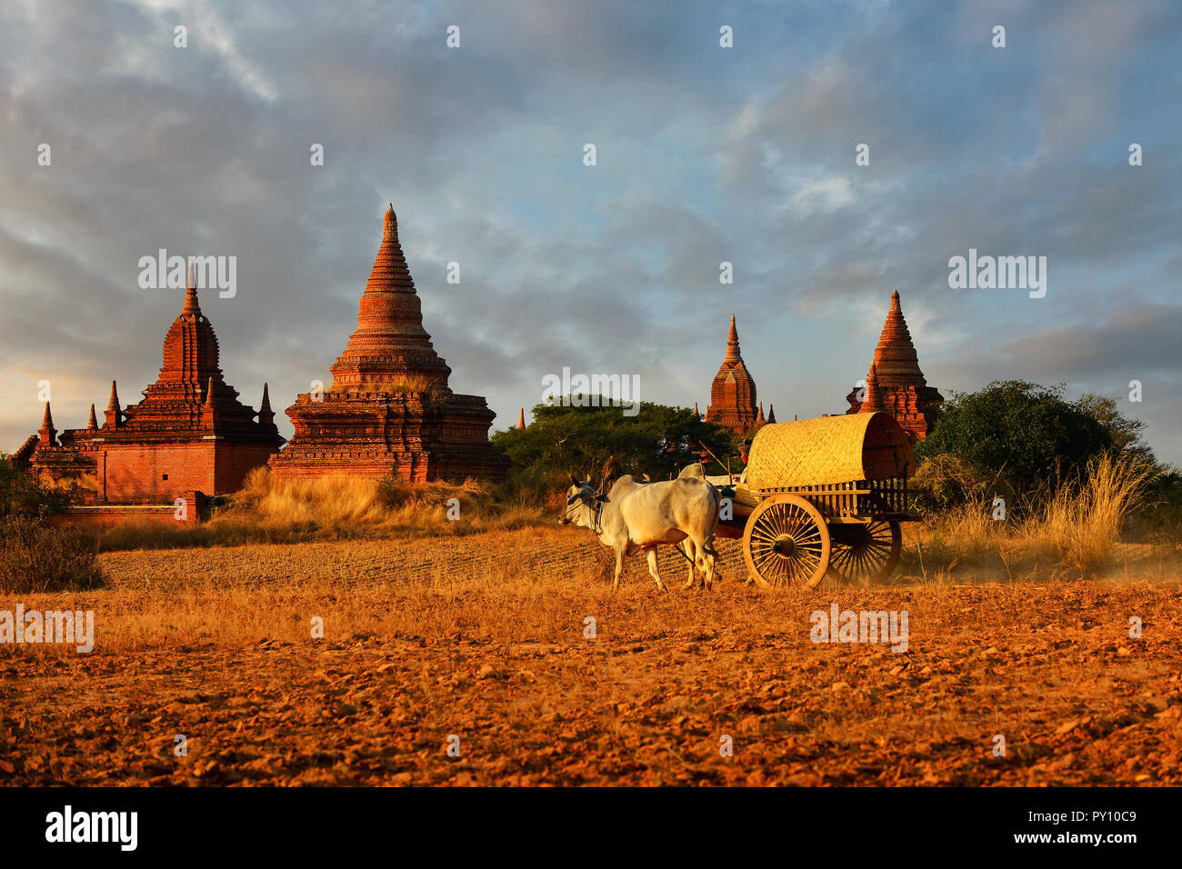 Uomo alla guida attraverso i campi in un carrello di legno, Bagan, Myanmar Foto Stock