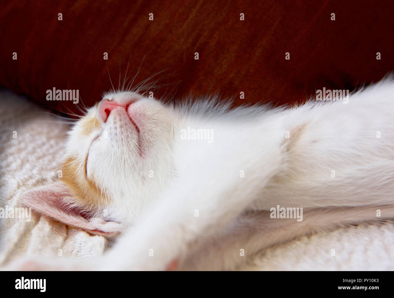 Close-up di un gattino addormentato su un letto Foto Stock