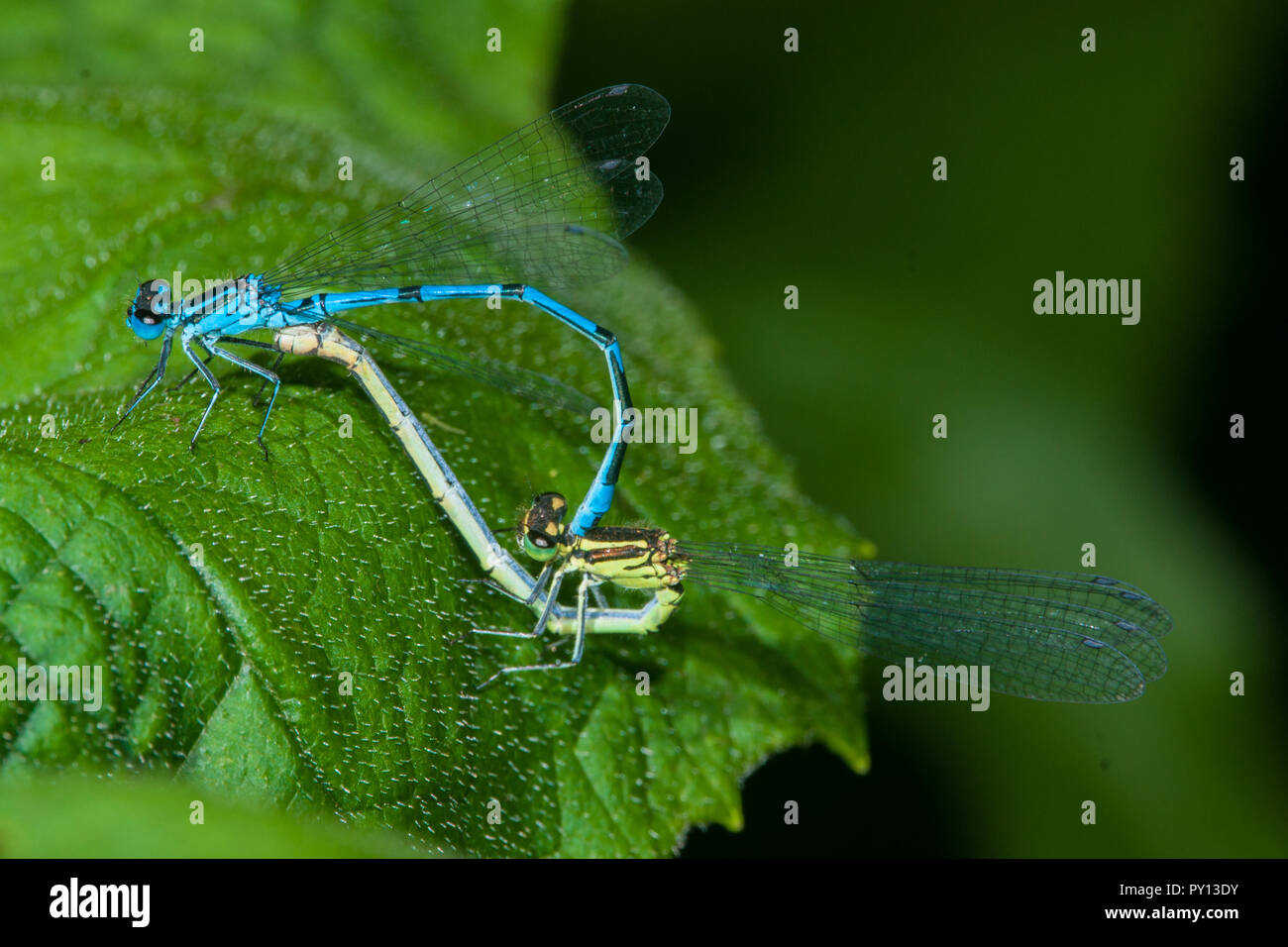Azure Damselflies in tandem, Coenagrion puella Foto Stock