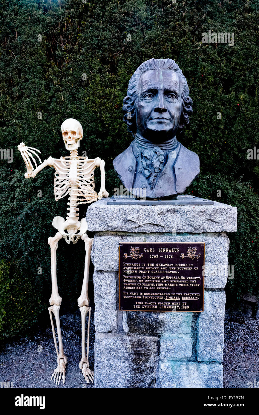 Lo scheletro accanto al busto del botanico Carlo Linneo, Van Dusen Giardino Botanico, Vancouver, British Columbia, Canada Foto Stock
